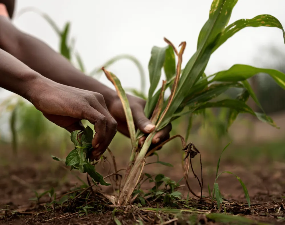 entretien de plante